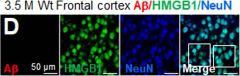 RBFOX3/NeuN Antibody - BSA Free