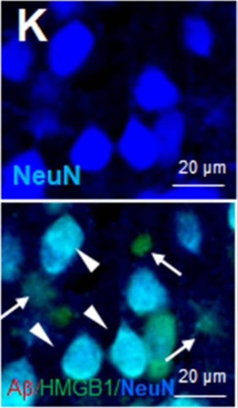 RBFOX3/NeuN Antibody - BSA Free
