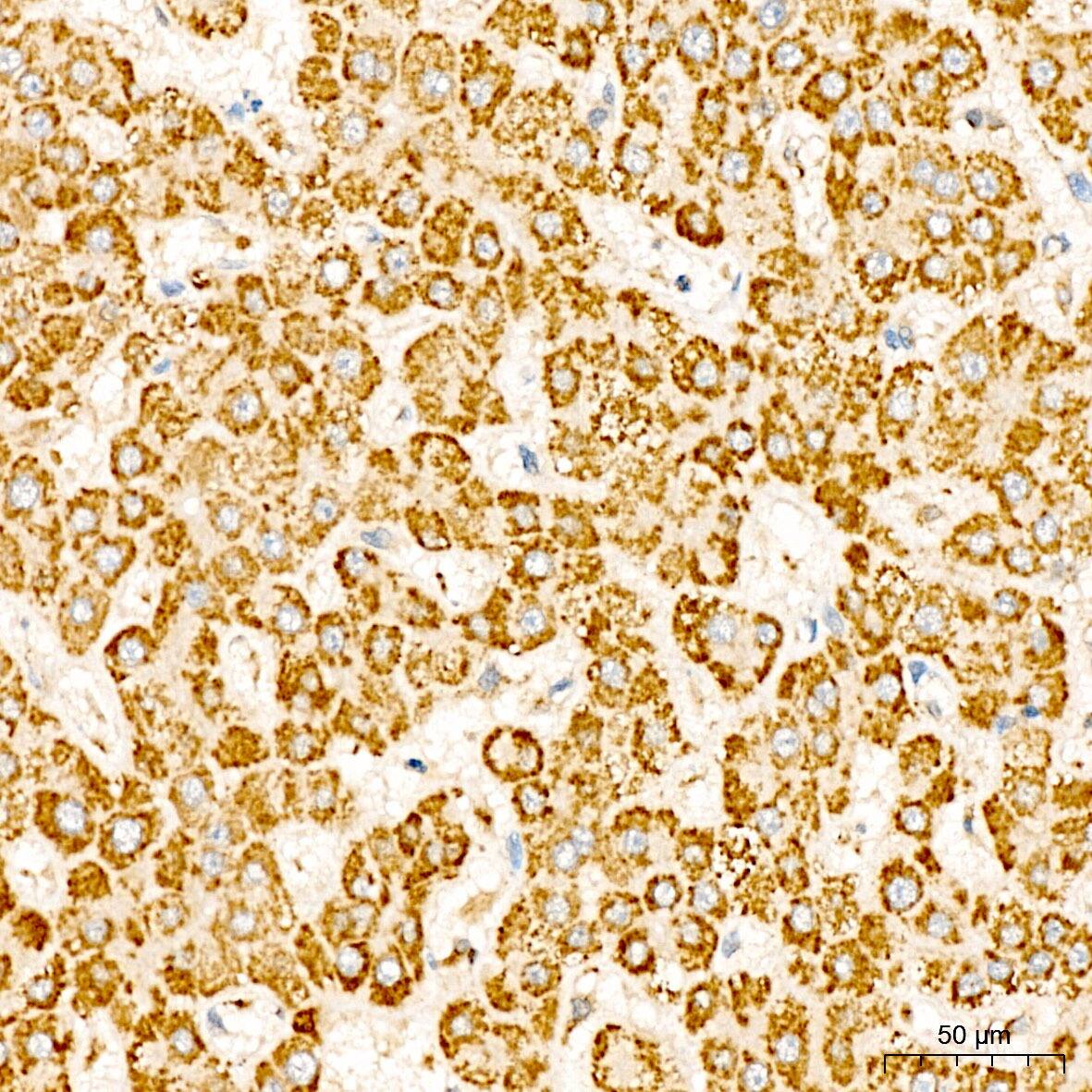 MT-ATP8 Antibody - Azide and BSA Free
