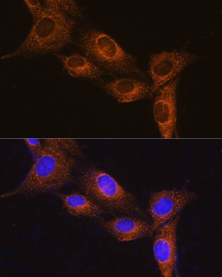 Neuropeptide B Antibody - Azide and BSA Free