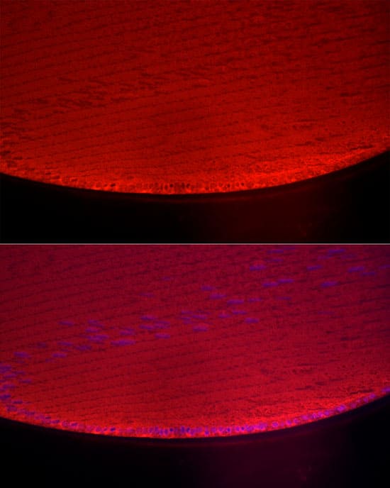 AlphaA Crystallin/CRYAA Antibody - BSA Free