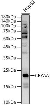 AlphaA Crystallin/CRYAA Antibody - BSA Free
