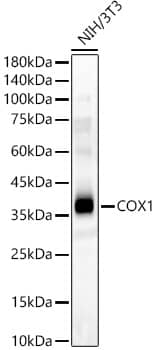 COX-1 Antibody - Azide and BSA Free