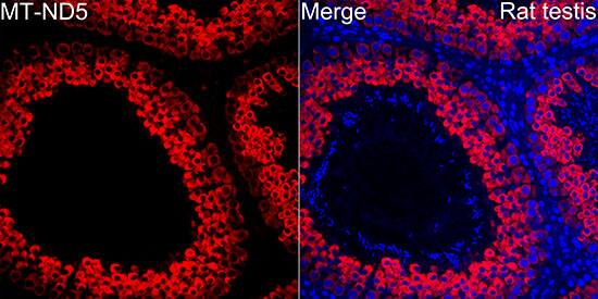 MT-ND5 Antibody - BSA Free