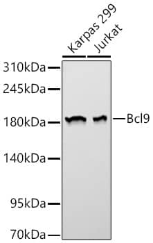 Bcl-9 Antibody - BSA Free