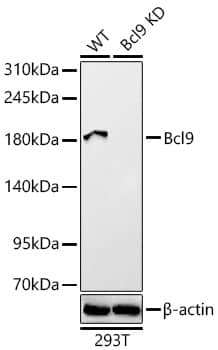 Bcl-9 Antibody - BSA Free