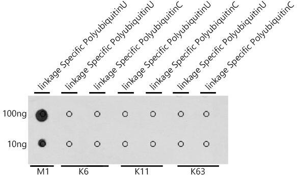 Poly-Ubiquitin Antibody - M1 Linkage - Azide and BSA Free