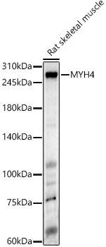 MYH4 Antibody - BSA Free