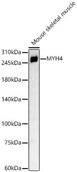 MYH4 Antibody - BSA Free