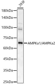 AMPK alpha 1/2 Antibody - Azide and BSA Free