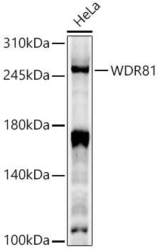 WDR81 Antibody - Azide and BSA Free