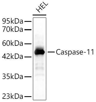 Caspase-4 Antibody - Azide and BSA Free