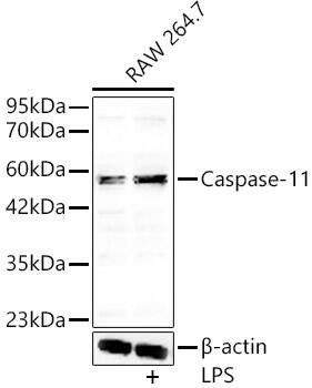 Caspase-4 Antibody - Azide and BSA Free