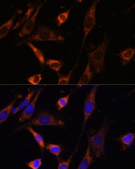 Creatine kinase MT 1B Antibody - Azide and BSA Free