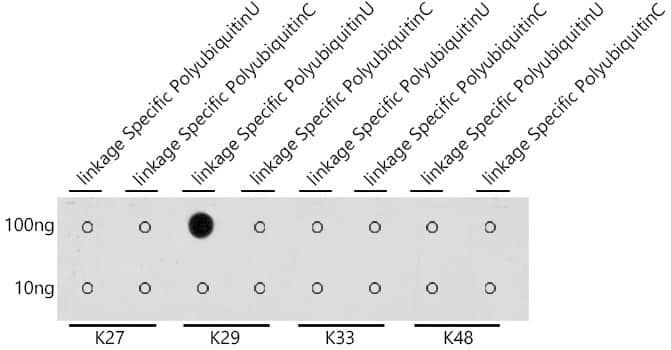 Poly-Ubiquitin Antibody - K29 Linkage - Azide and BSA Free