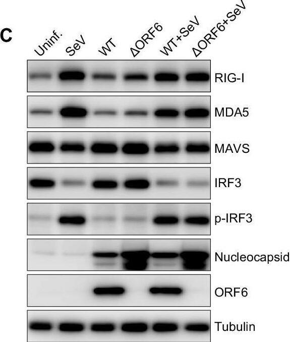 SARS-CoV-2 ORF6 Antibody - BSA Free