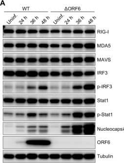 SARS-CoV-2 ORF6 Antibody - BSA Free