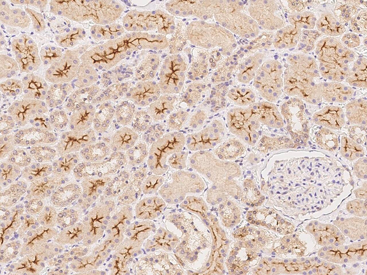 RNF180 Antibody - BSA Free