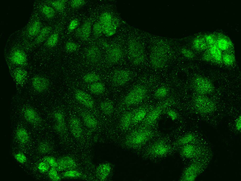 NRF3 Antibody - BSA Free