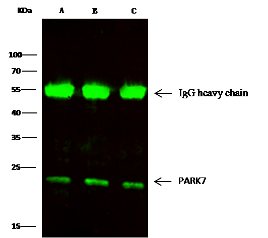 Park7/DJ-1 Antibody (007) - Azide and BSA Free