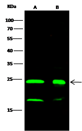 Park7/DJ-1 Antibody (007) - Azide and BSA Free