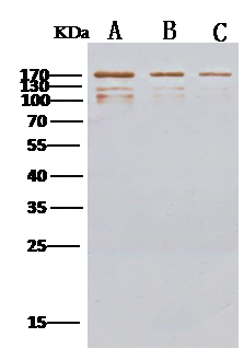 MERS-CoV Spike Protein Antibody - Azide and BSA Free