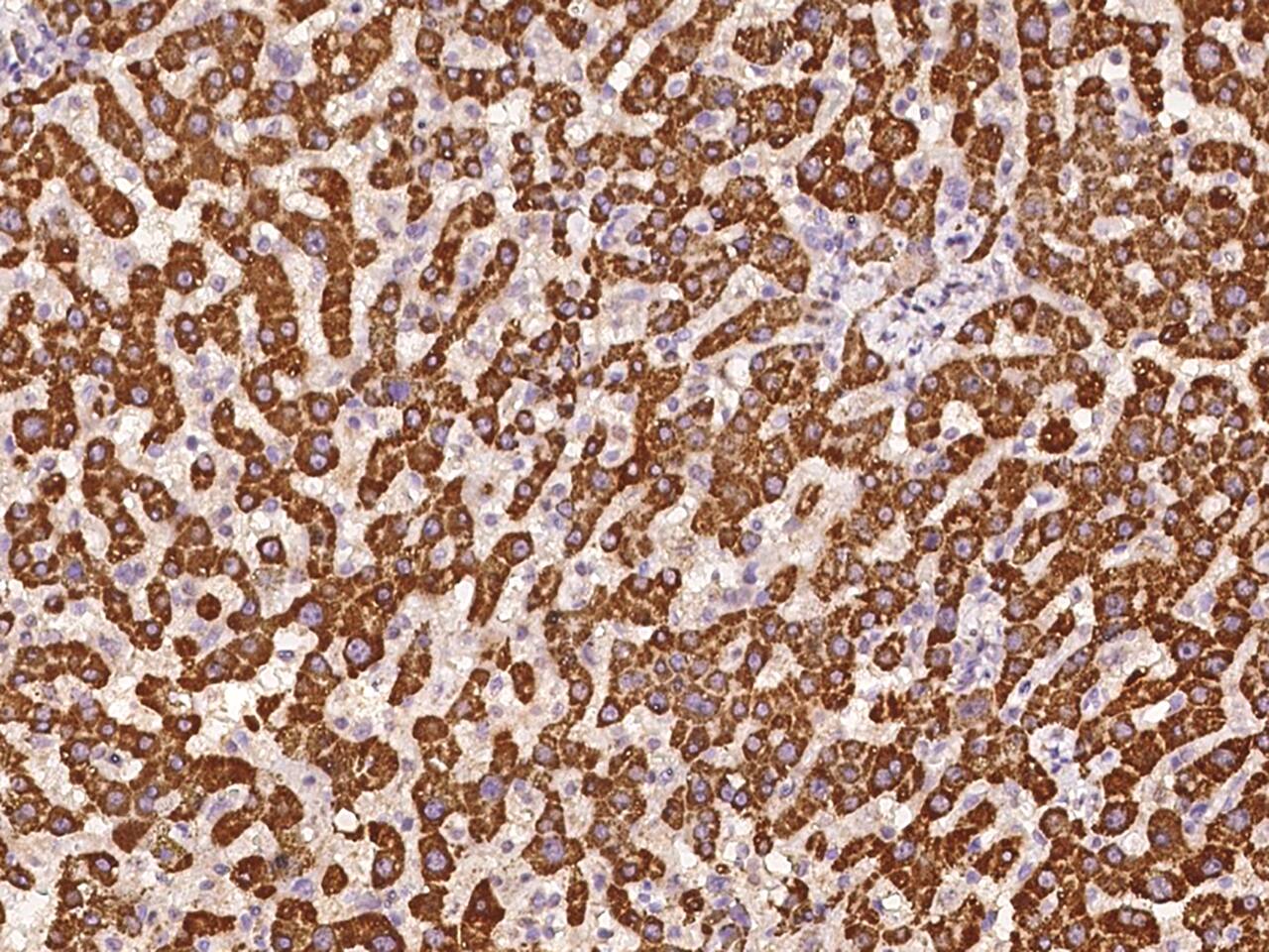 EBPL Antibody - BSA Free
