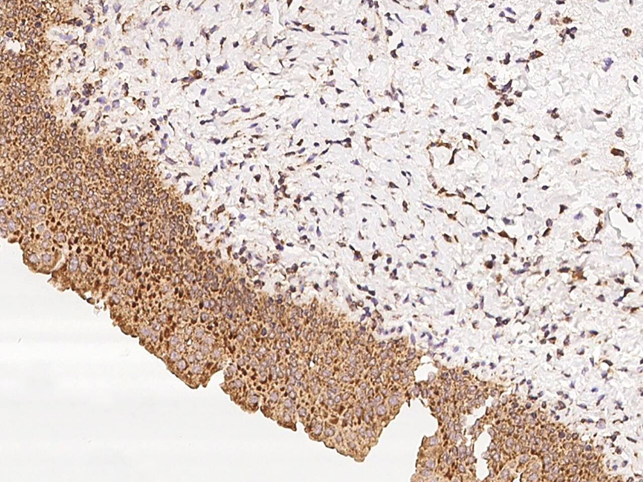 EBPL Antibody - BSA Free