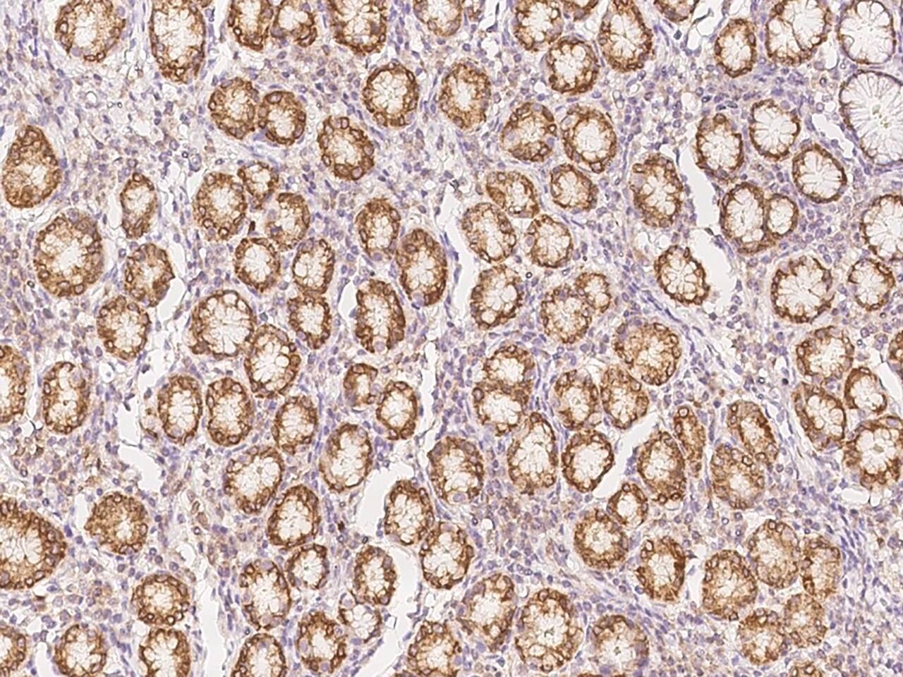 EBPL Antibody - BSA Free
