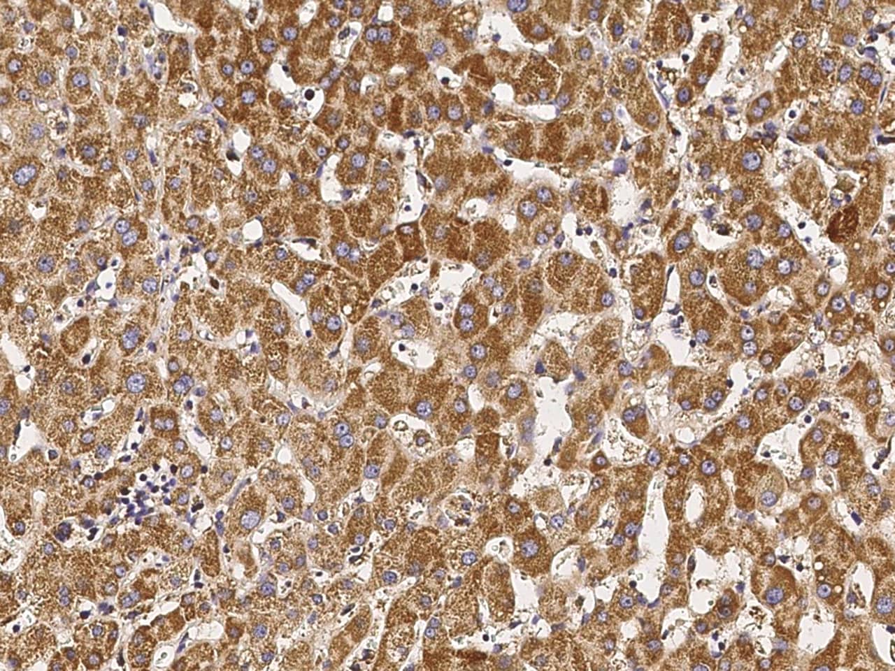 COX4-I1 Antibody - Azide and BSA Free