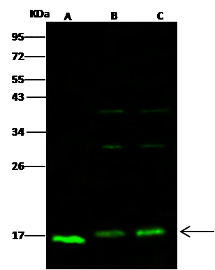 COX4-I1 Antibody - Azide and BSA Free