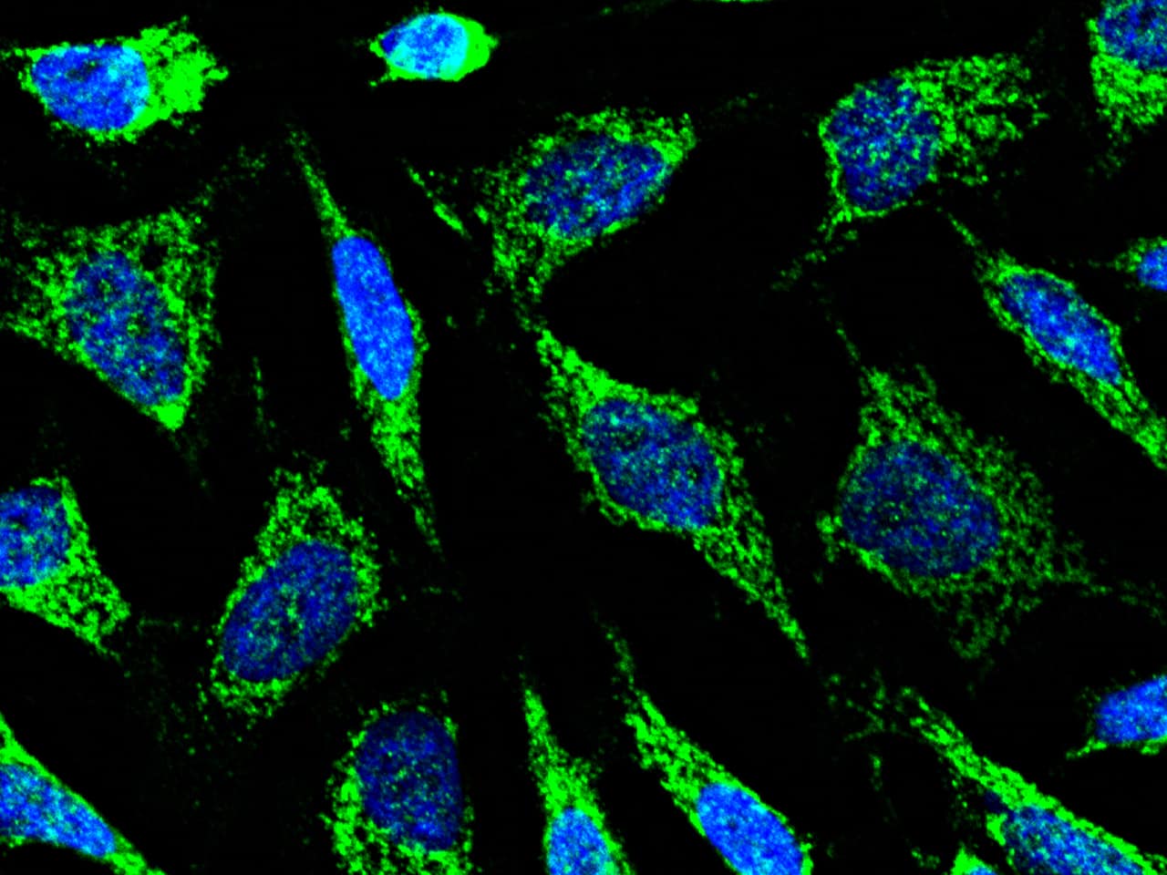 COX4-I1 Antibody - Azide and BSA Free