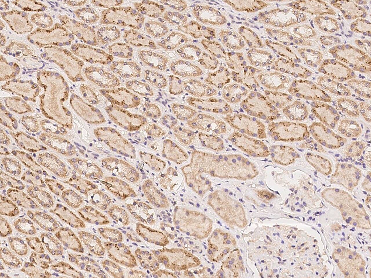 ZNF320 Antibody - BSA Free
