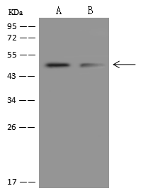 SPRYD5 Antibody - BSA Free