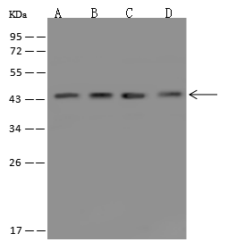 TMEM43 Antibody - BSA Free