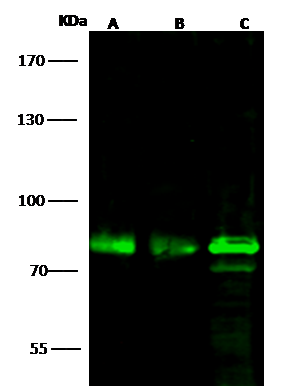 OCT1 Antibody - Azide and BSA Free