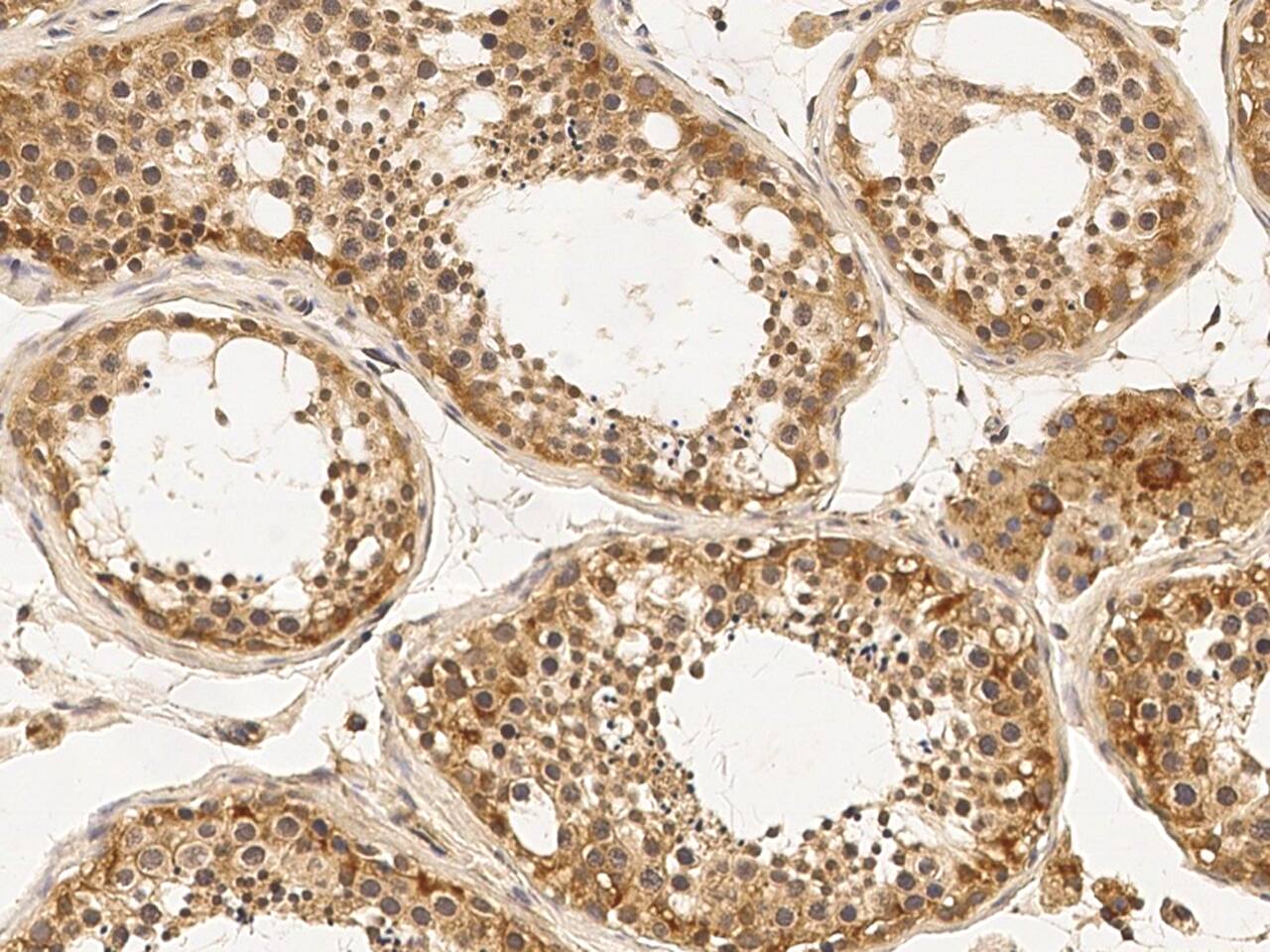 Argonaute 4 Antibody - Azide and BSA Free