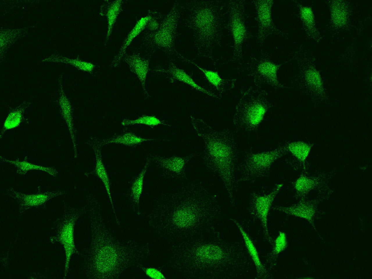 NFkB1/NFkB p105 Antibody - BSA Free