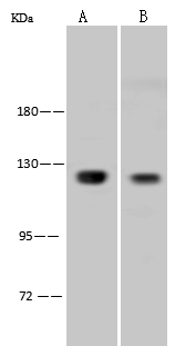 NFkB1/NFkB p105 Antibody - BSA Free