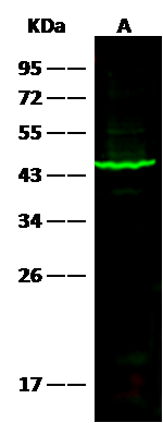 SERPINB1 Antibody (05) - Azide and BSA Free