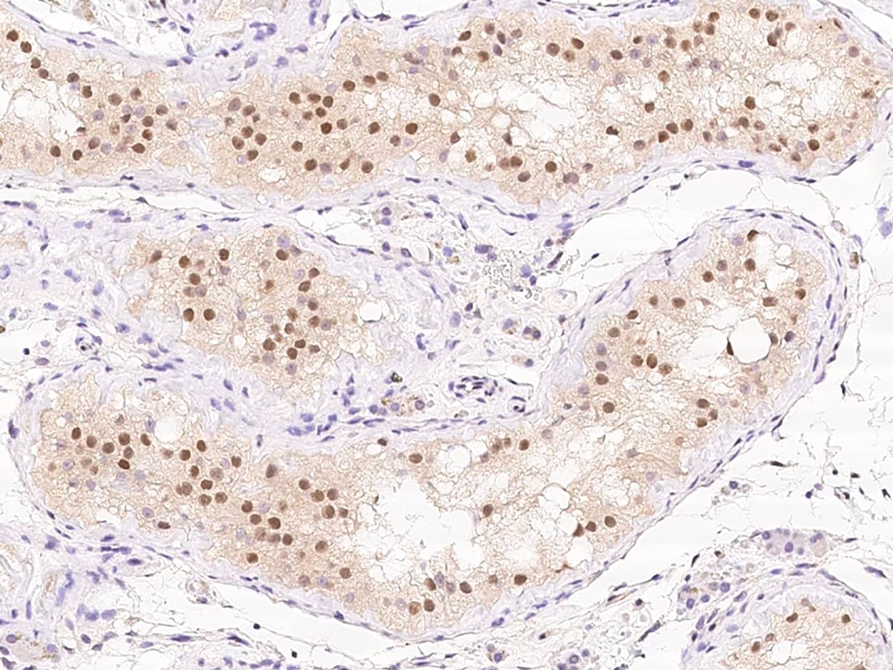 TSG-9 Antibody - BSA Free