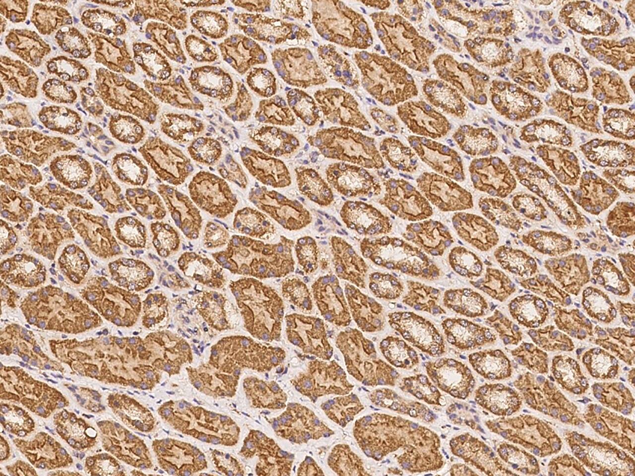 FAM188B Antibody - BSA Free
