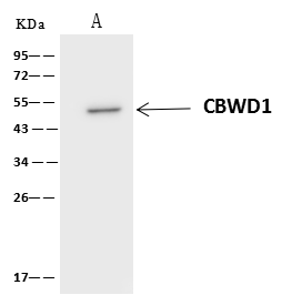 CBWD1 Antibody - BSA Free