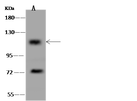 CCDC66 Antibody - BSA Free