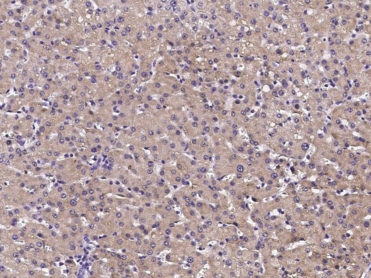 CXCL12/SDF-1 beta Antibody - Azide and BSA Free