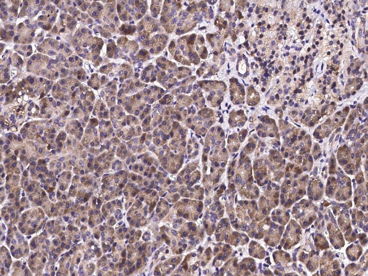 CXCL12/SDF-1 beta Antibody - Azide and BSA Free