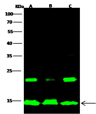 HIST1H2AB Antibody - Azide and BSA Free