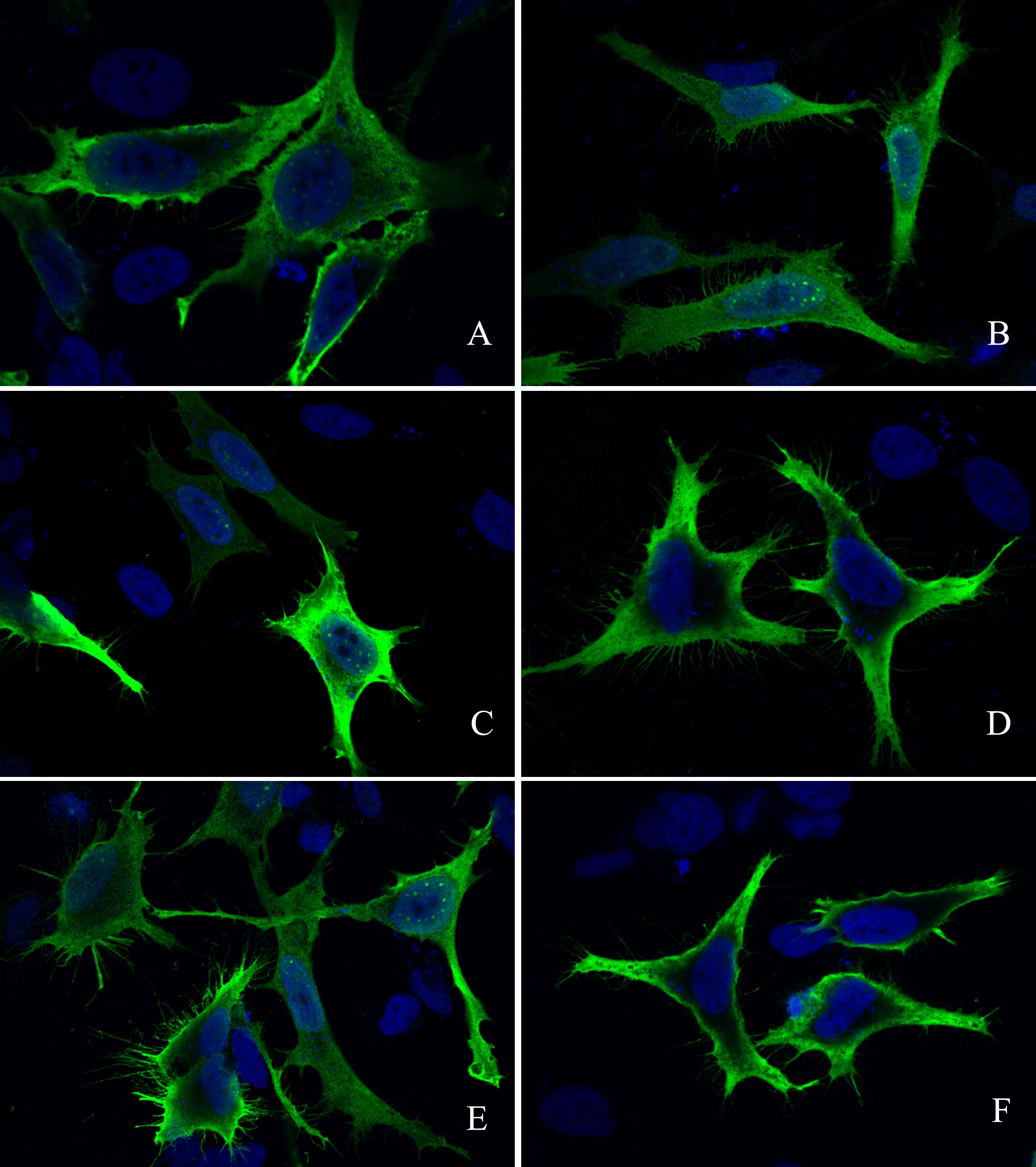 E-Tag Epitope Tag Antibody - Azide and BSA Free