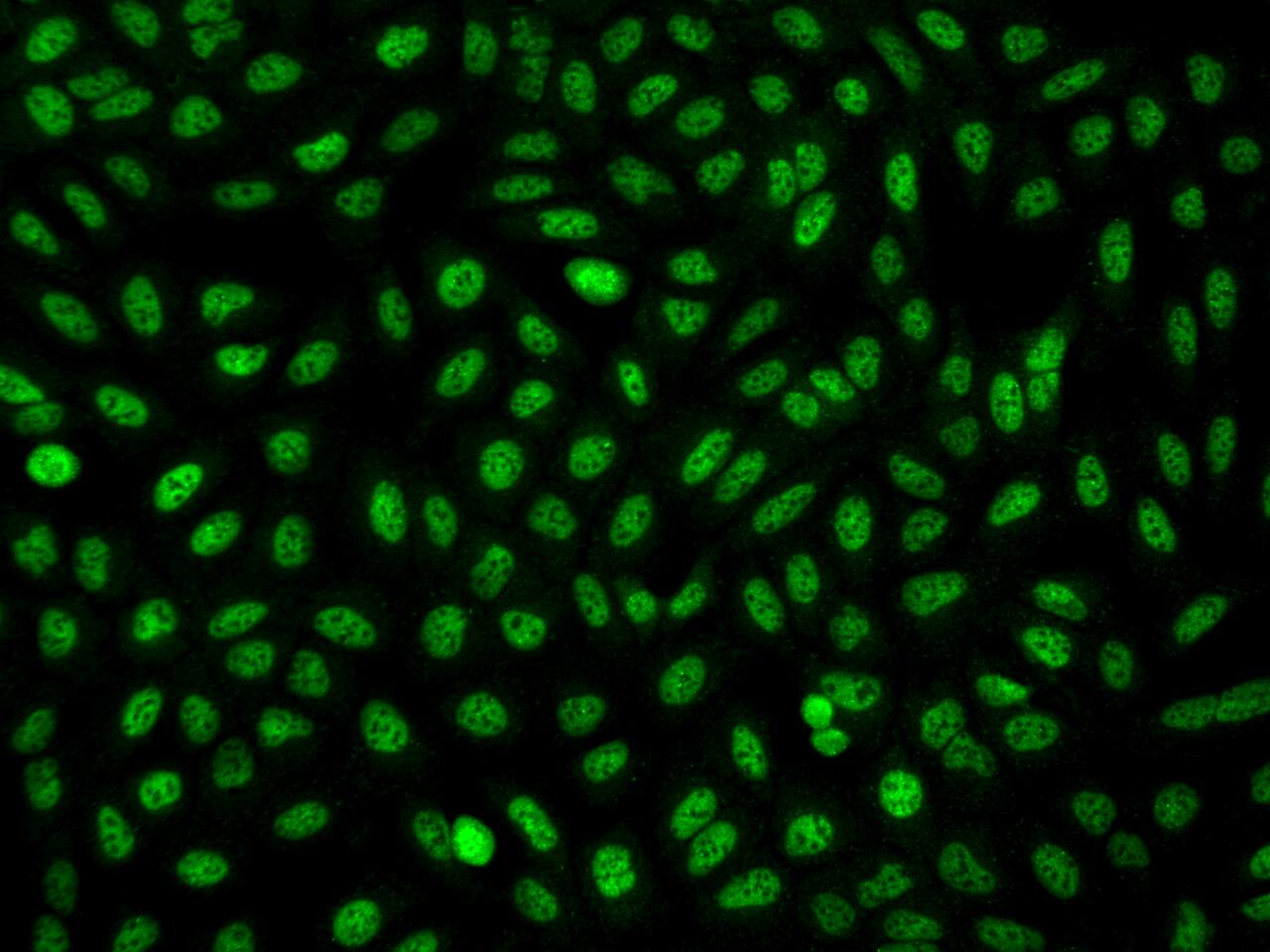 FAM212A Antibody - BSA Free