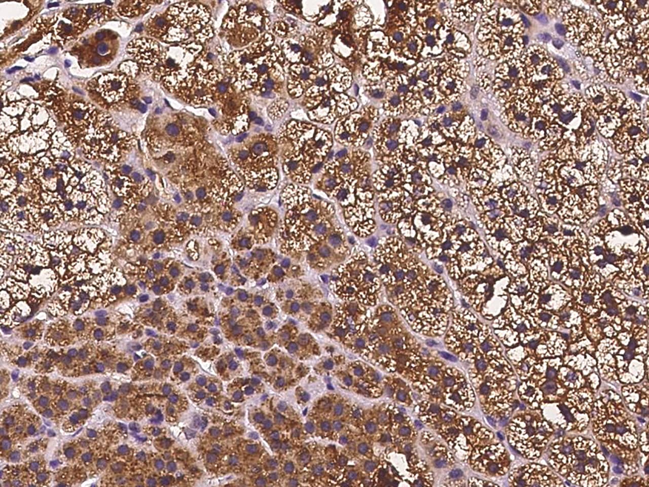 GPR63 Antibody - BSA Free